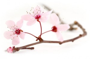 branche de prunus